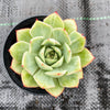 Echeveria 'Californica Queen'