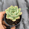 Echeveria 'Californica Queen'
