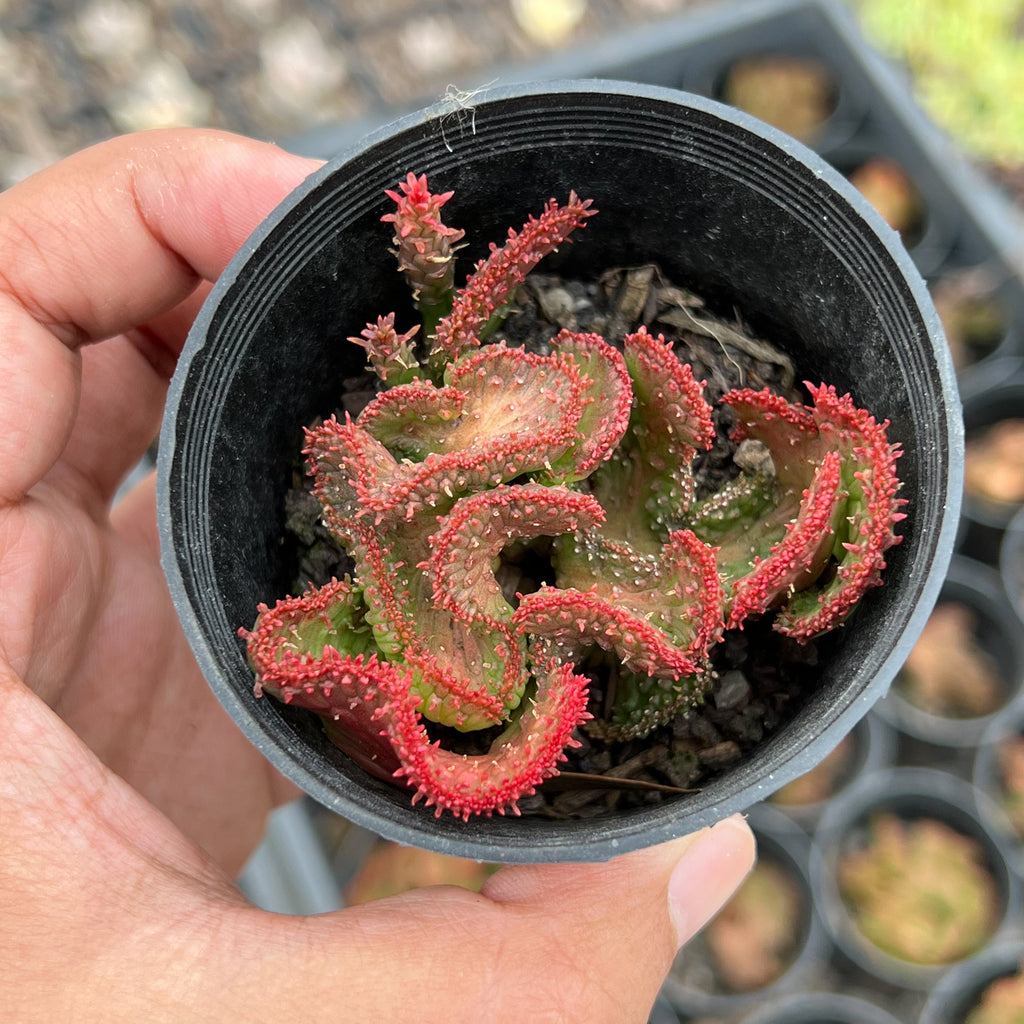 Euphorbia flanaganii f. cristata (The Brain)