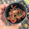 Euphorbia flanaganii f. cristata (The Brain)