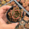 Echeveria agavoides 'Victor Reiter'