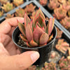 Echeveria agavoides 'Victor Reiter'