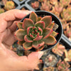 Echeveria agavoides 'Victor Reiter'
