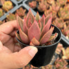 Echeveria agavoides 'Victor Reiter'