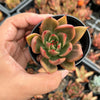Echeveria agavoides 'Victor Reiter'