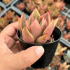 Echeveria agavoides 'Victor Reiter'