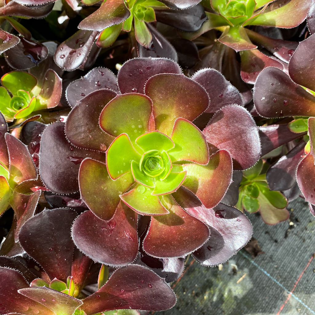 Aeonium arboreum var. atropurpureum (Purple Rose)(1 x CUTTING)