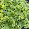 Aeonium 'Pancake' (1 x CUTTING)