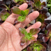 Aeonium arboreum var. atropurpureum (Purple Rose)(1 x CUTTING)