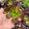 Aeonium arboreum var. atropurpureum (Purple Rose)(1 x CUTTING)