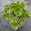 Aeonium calderense (1 x CUTTING)(RARE)