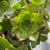 Aeonium calderense (1 x CUTTING)(RARE)