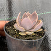 Echeveria 'Linda Jean' aka 'Rob Roy'