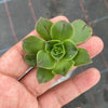 Aeonium calderense (1 x CUTTING)(RARE)