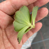 Aeonium calderense (1 x CUTTING)(RARE)