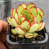 Echeveria pulidonis 'Christmas'