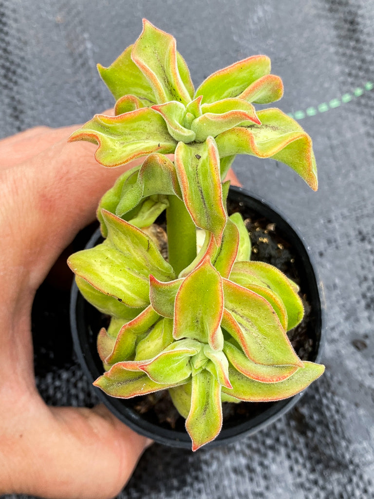 Echeveria coccinea 'Recurvata'
