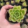 Echeveria agavoides 'Catherina' (has mark)