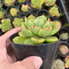 Echeveria agavoides 'Catherina' (has mark)
