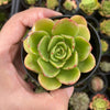 Echeveria agavoides 'Catherina' (has mark)