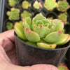 Echeveria agavoides 'Catherina' (has mark)