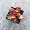 Crassula Clavata