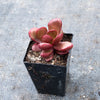 Crassula Clavata
