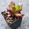 Crassula Clavata