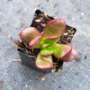 Crassula Clavata