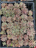 Echeveria 'Fantastic Fountain'