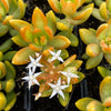 Sedum adolphii (has mark)