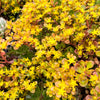 Sedum makinoi 'Tundra Tornado' ( 2x CUTTINGS )
