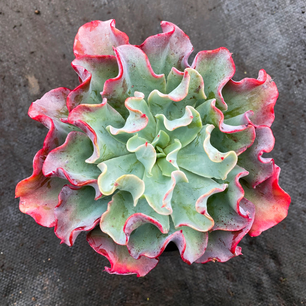 Echeveria 'Bluette'