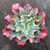 Echeveria 'Bluette'