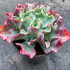 Echeveria 'Bluette'