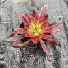 Aeonium 'Mardi Gras'