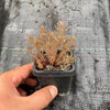 Sedum 'Chocolate Ball'