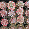 Echeveria Laulensis