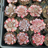 Echeveria Laulensis