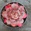 Echeveria Laulensis