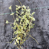 Sedum ‘Little Missy’ (CUTTING)