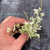 Sedum ‘Little Missy’ (CUTTING)