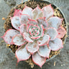 Echeveria Laulensis