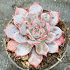 Echeveria Laulensis