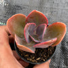 Echeveria 'Metallica'