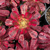 Aeonium 'Mardi Gras'