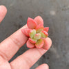 Pachyphytum 'Dr. cornelius' (1 x CUTTING)