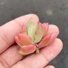 Pachyphytum 'Dr. cornelius' (1 x CUTTING)