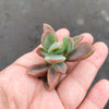 Pachyphytum 'Dr. cornelius' (1 x CUTTING)