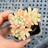 Echeveria White Line